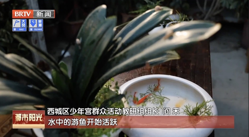 少年“节气”说——雨水润草木 清供案头春 少年“节气”说——雨水润草木 清供案头春