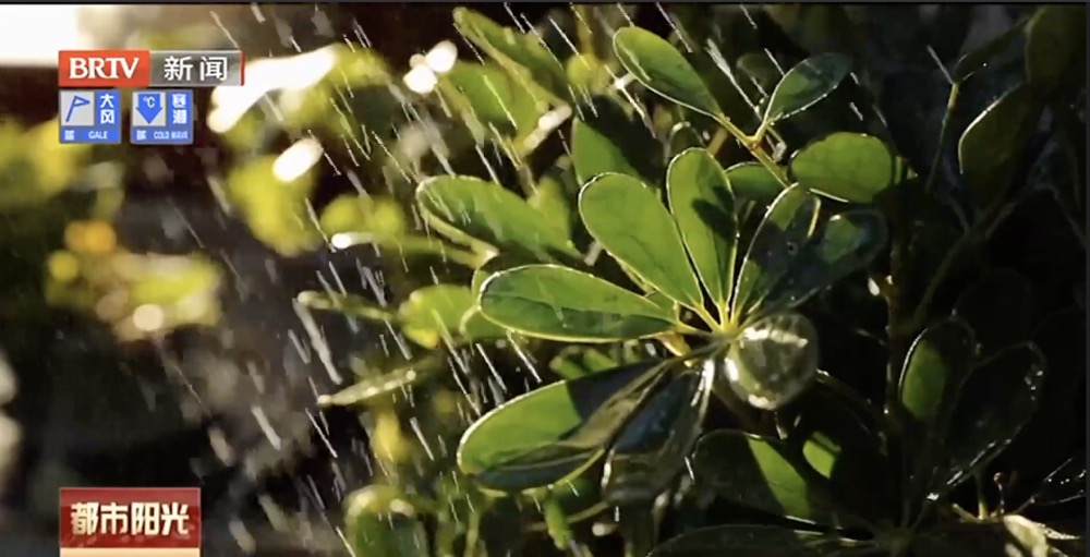少年“节气”说——雨水润草木 清供案头春 少年“节气”说——雨水润草木 清供案头春