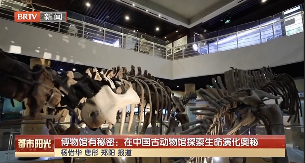 【建设博物馆之城】博物馆有秘密:在中国古动物馆探索生命演化奥秘 【建设博物馆之城】博物馆有秘密:在中国古动物馆探索生命演化奥秘