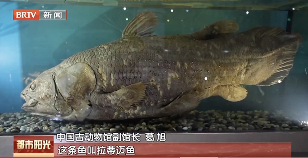 【建设博物馆之城】博物馆有秘密:在中国古动物馆探索生命演化奥秘 【建设博物馆之城】博物馆有秘密:在中国古动物馆探索生命演化奥秘