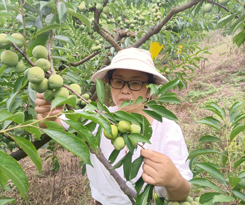 张翠：“李子姑娘”的环凤脆李情缘