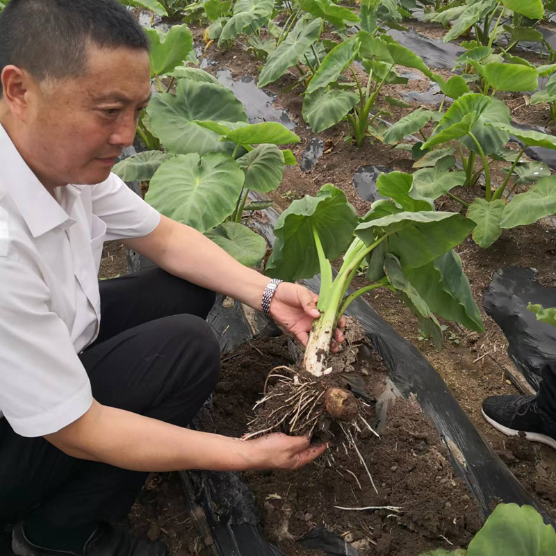 张法春：在绿野上播种希望的“土专家”