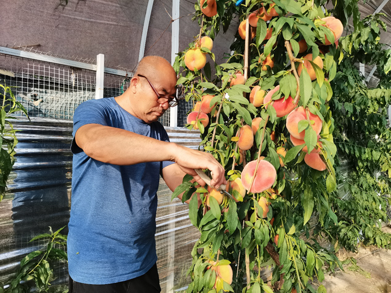 张建宽：松花江畔桃园梦