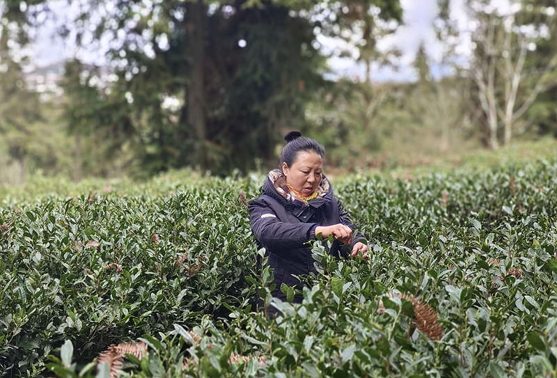 赵燕：山间茶香，绘出致富画卷