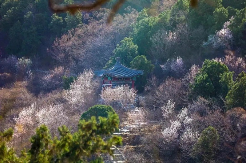 京城周末丨踏青游园，乐享春光！北京市属公园清明游园活动安排来了