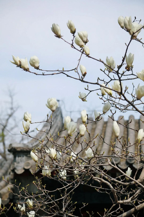 当春花遇上古建 | 在北京的这些地方，与春色撞个满怀