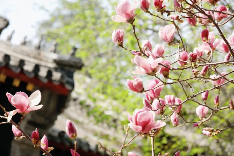 当春花遇上古建 | 在北京的这些地方，与春色撞个满怀