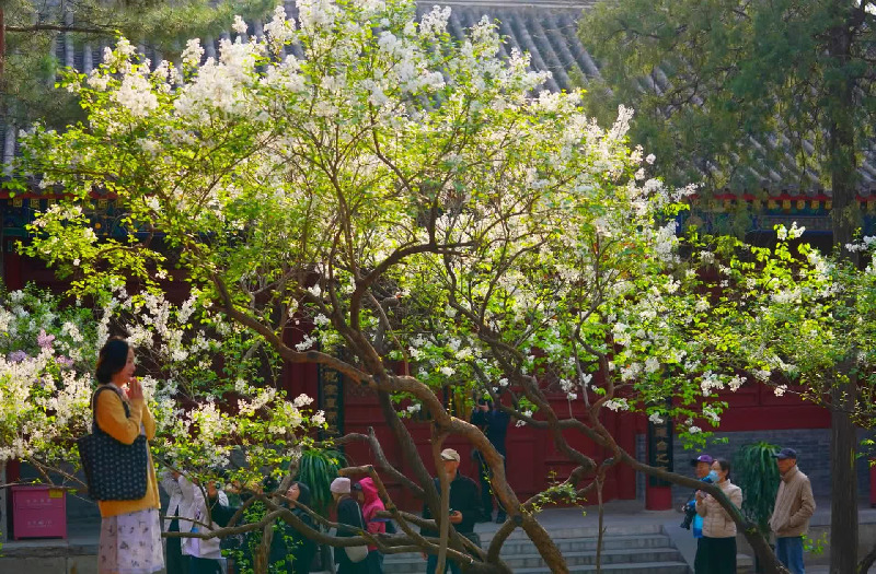 当春花遇上古建 | 在北京的这些地方，与春色撞个满怀