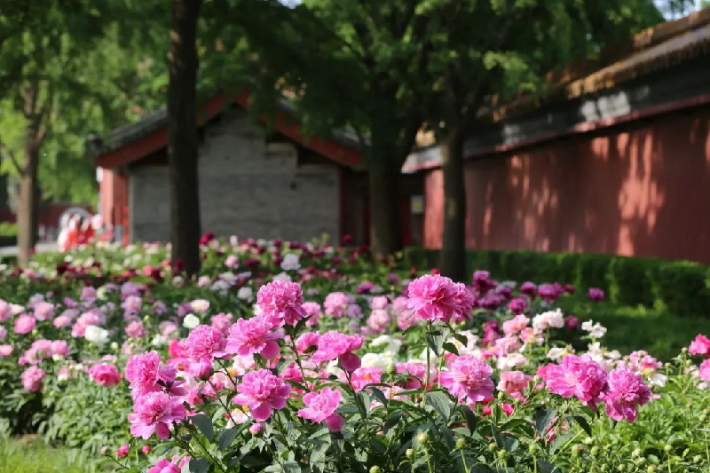 当春花遇上古建 | 在北京的这些地方，与春色撞个满怀