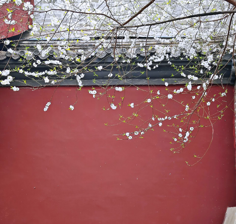 当春花遇上古建 | 在北京的这些地方，与春色撞个满怀