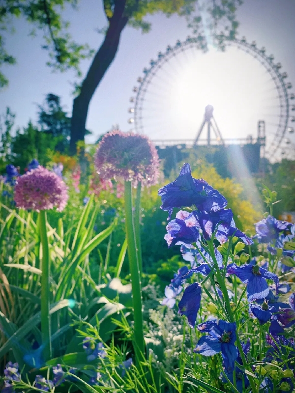 花园城市丨北京人有自己的“莫奈花园”