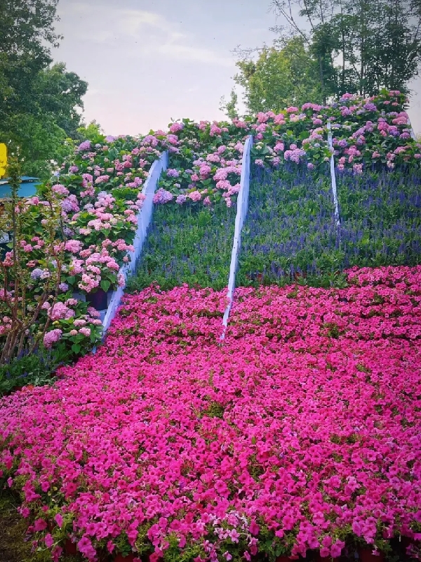 花园城市丨北京人有自己的“莫奈花园”