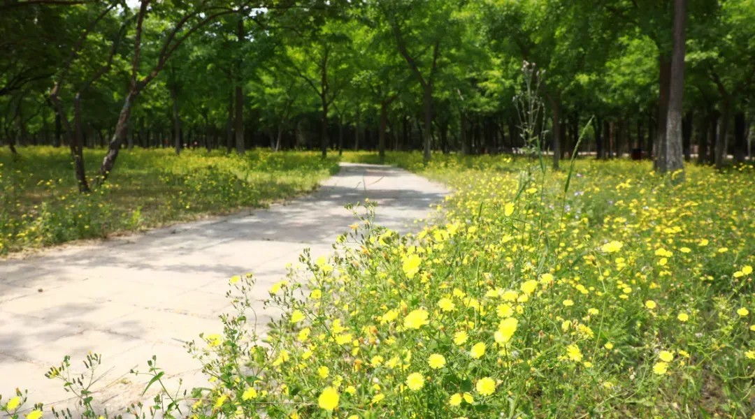 打造“颜值”+“品质” 的花园城市，北京朝阳绿隔公园功能提升