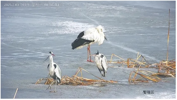 连续13年~“鸟界国宝”现身延庆→