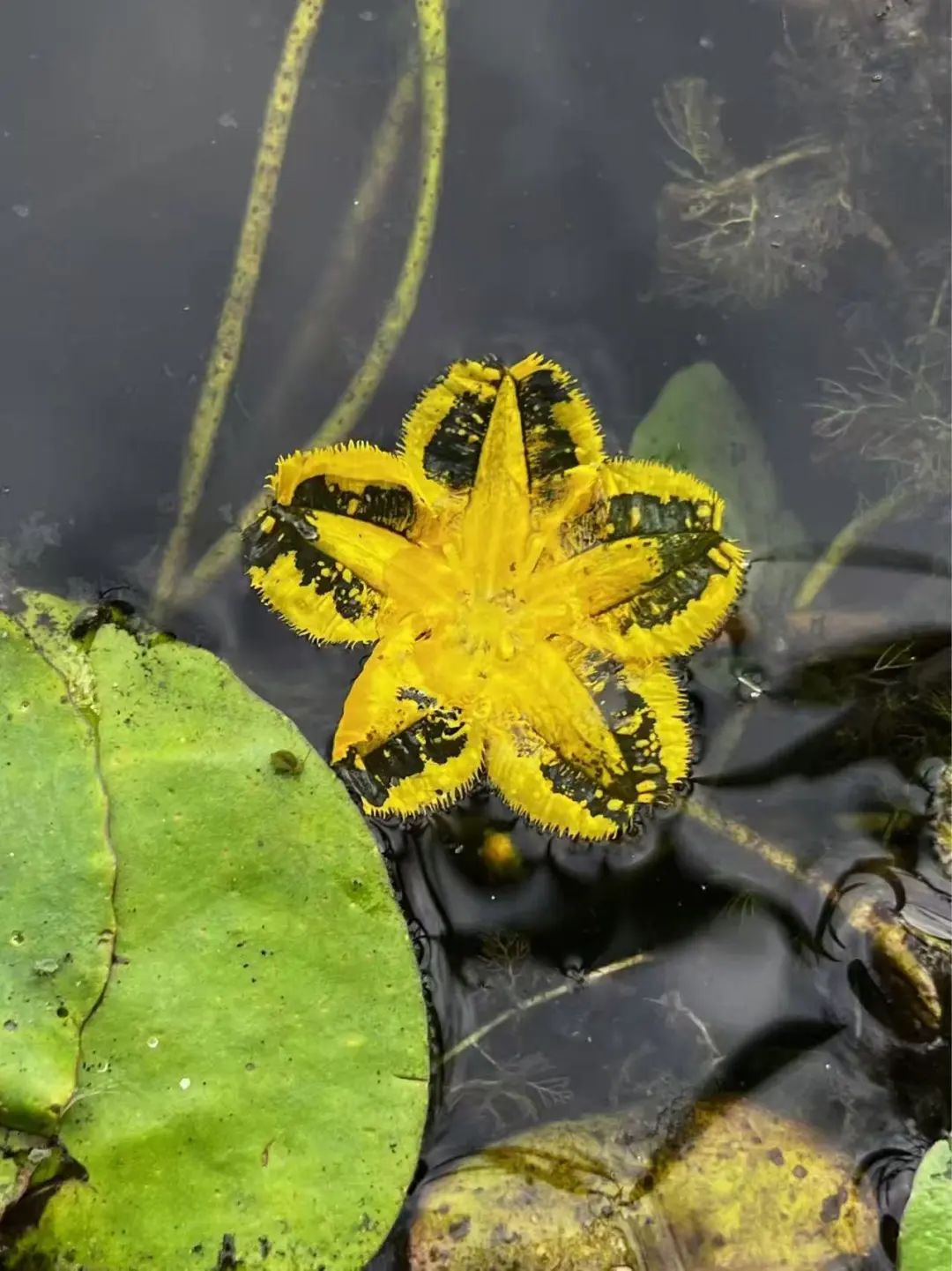 延庆“世园”六载繁花~从这里看见美丽中国