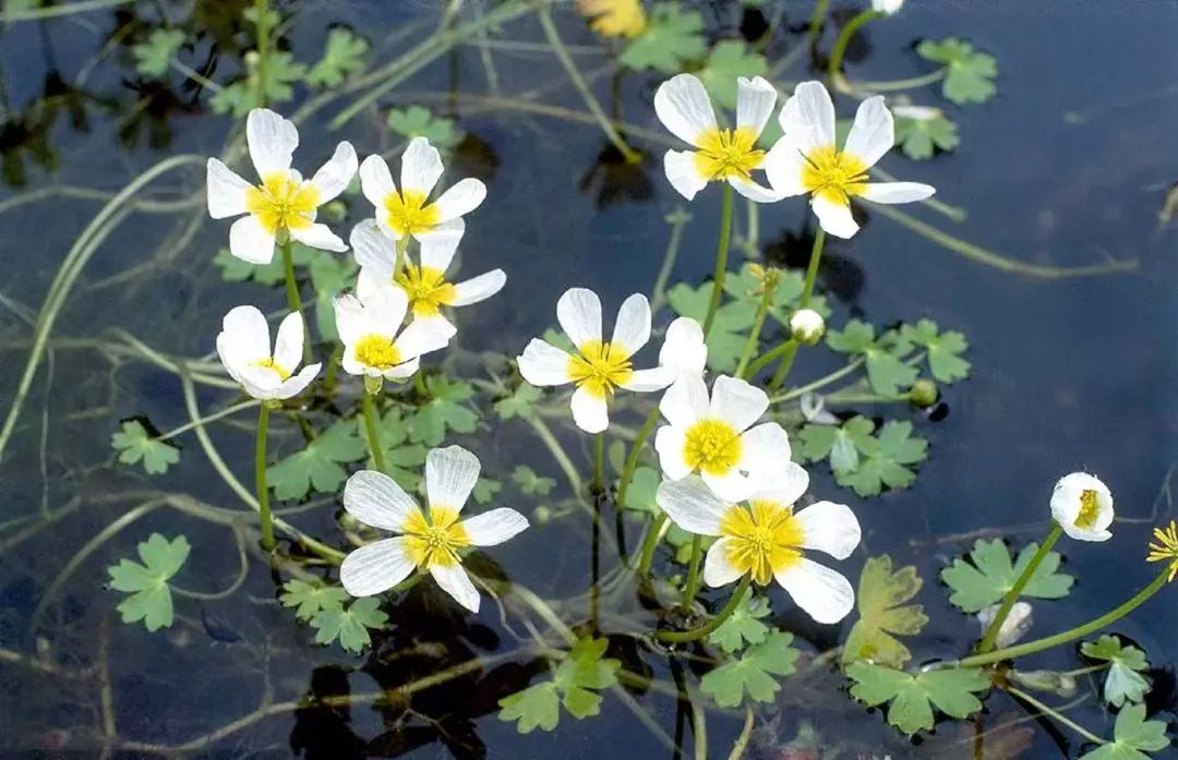 延庆“世园”六载繁花~从这里看见美丽中国