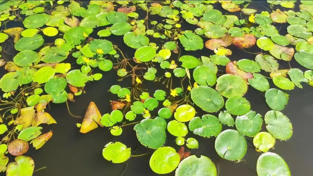 延庆“世园”六载繁花~从这里看见美丽中国