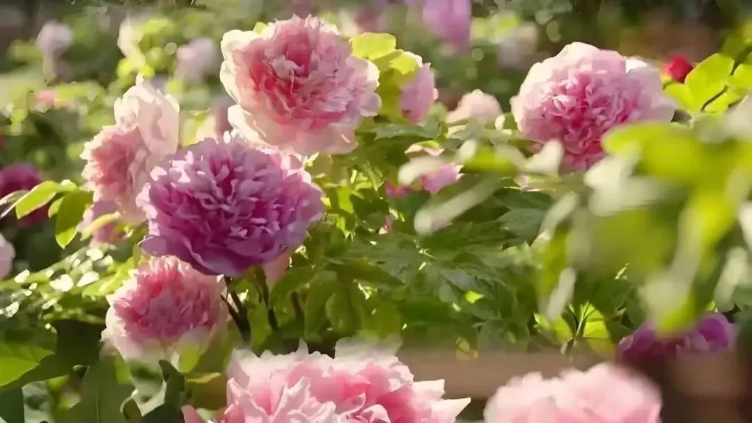 从“一部剧带火一座城”到影视文旅新生态——北京市广电局的探索与实践