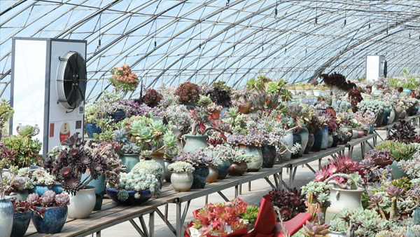 依托科技小院,这里成华北最大多肉植物基地 依托科技小院,这里成华北最大多肉植物基地
