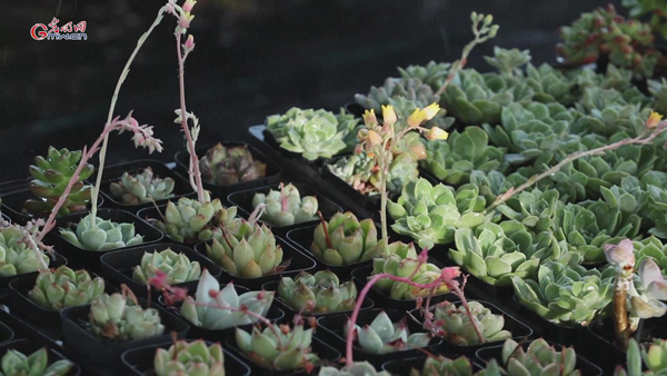 昔日满怀进城梦想的青年,如今返乡后的模样 昔日满怀进城梦想的青年,如今返乡后的模样