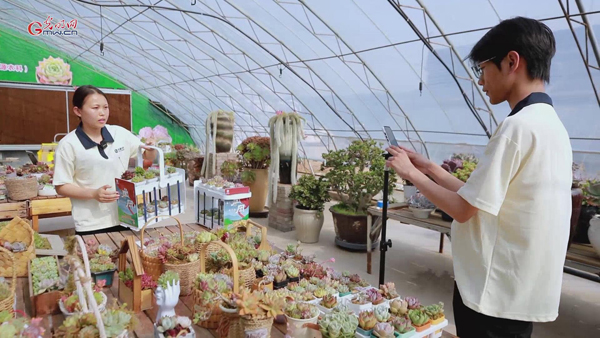 小生命长出大能量,顽强多肉拉满情绪价值 小生命长出大能量,顽强多肉拉满情绪价值