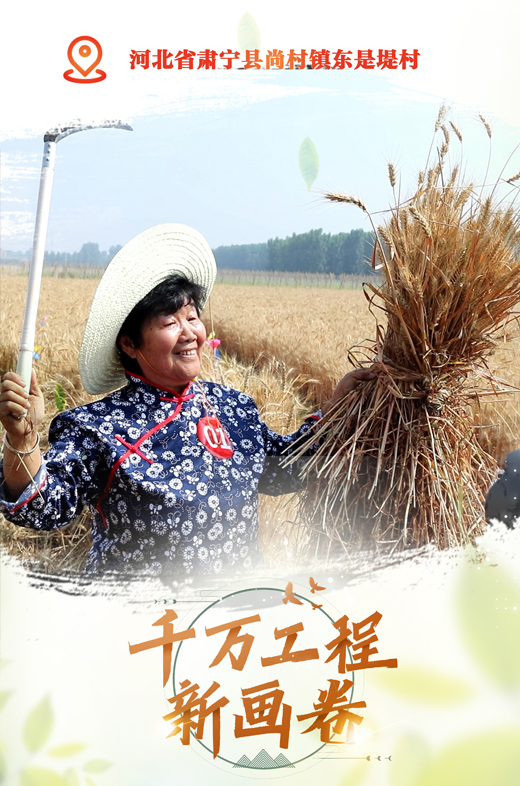 【“千万工程”新画卷·特写镜头】“网红奶奶”助阵麦收，线上火线下忙