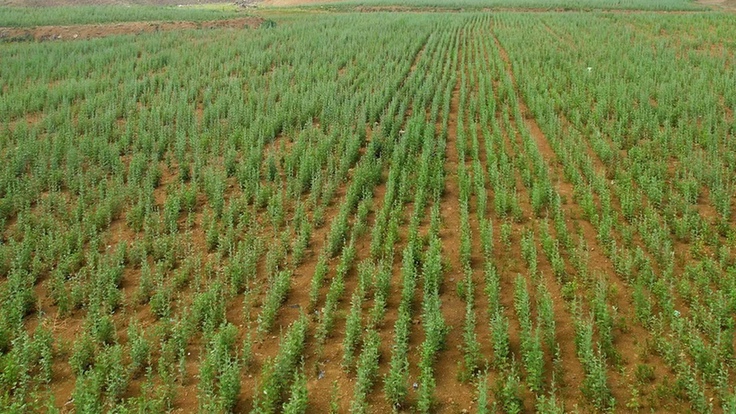 千亩艾草香飘致富路