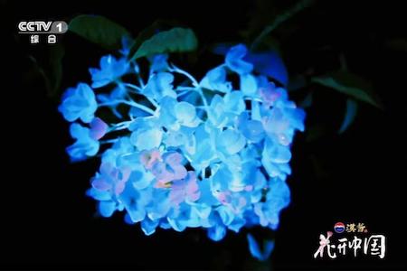 《花开中国》开播 在繁花中遇见美好生活