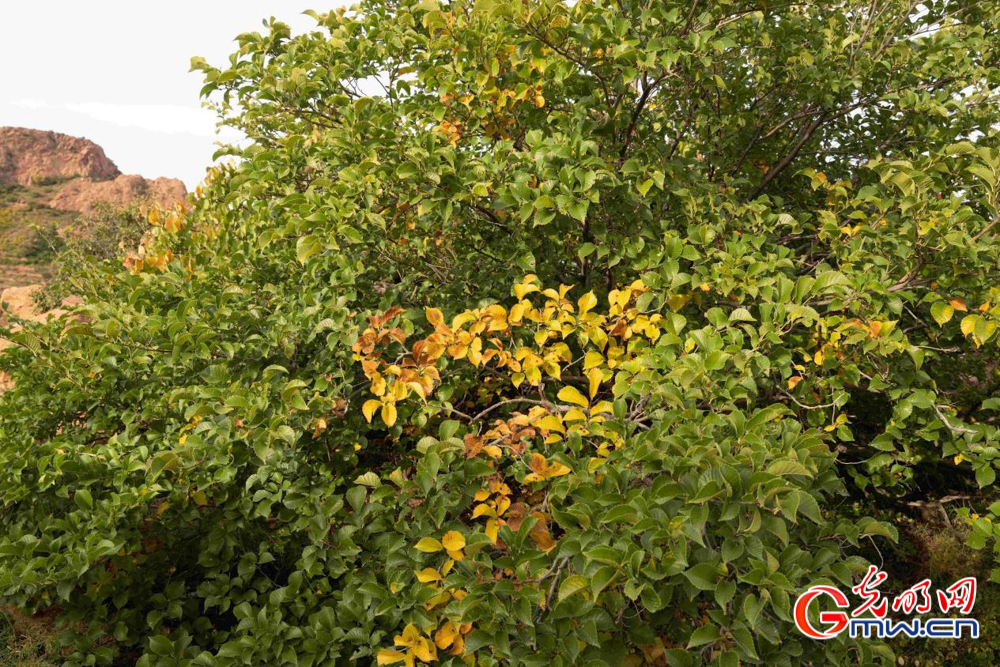 和谐共生|圣地红山披绿妆——探访红山国家森林公园 和谐共生|圣地红山披绿妆——探访红山国家森林公园