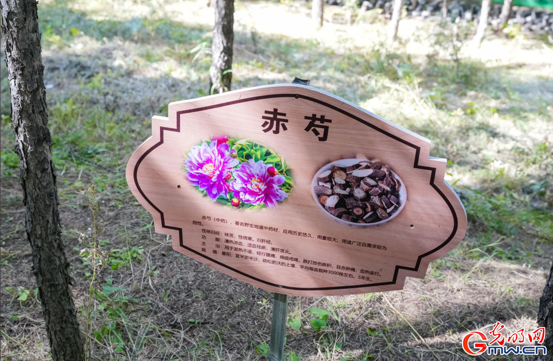 和谐共生|“两山”理念扎根马鞍山林场 和谐共生|“两山”理念扎根马鞍山林场