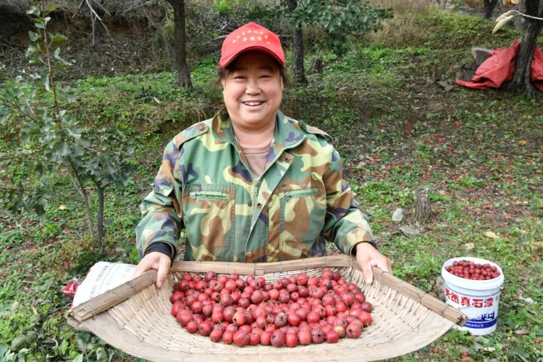 山楂红啦!大庄科乡山楂映红“致富路”—— 山楂红啦!大庄科乡山楂映红“致富路”——