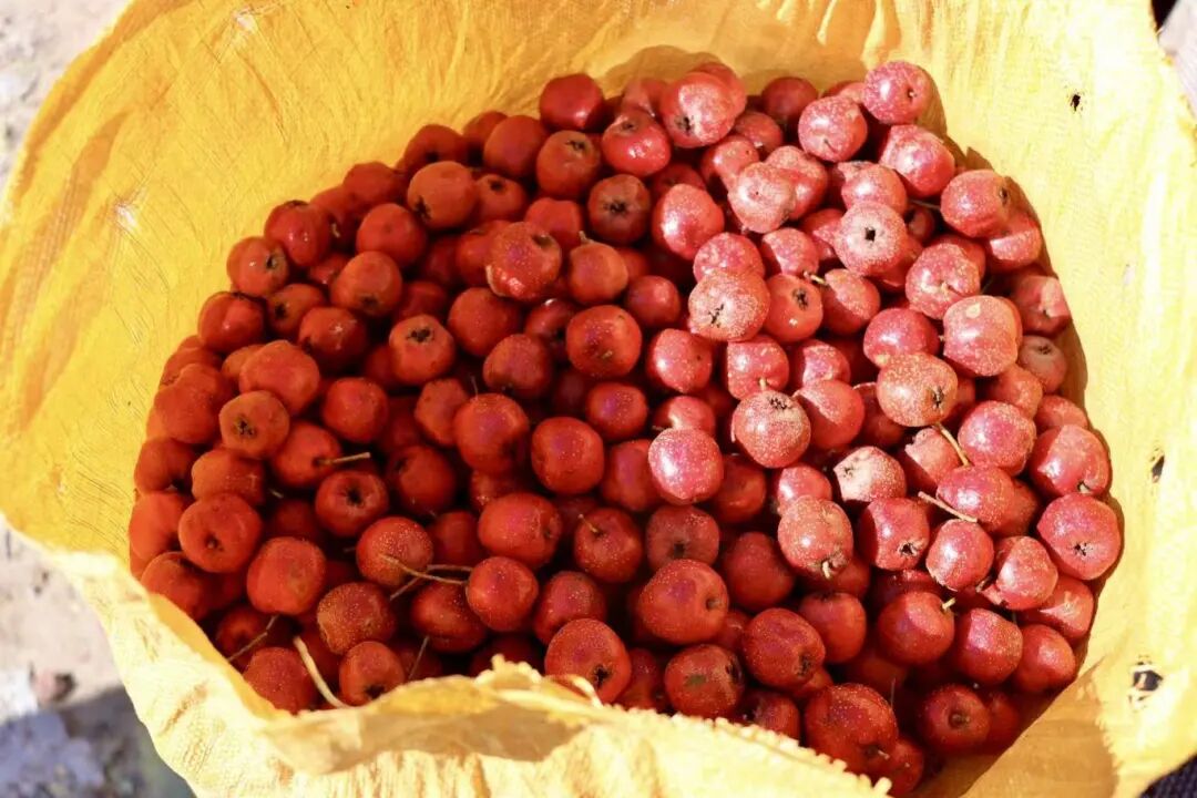 山楂红啦!大庄科乡山楂映红“致富路”—— 山楂红啦!大庄科乡山楂映红“致富路”——