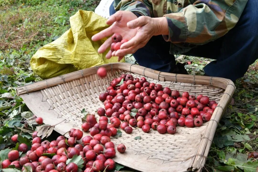山楂红啦!大庄科乡山楂映红“致富路”—— 山楂红啦!大庄科乡山楂映红“致富路”——