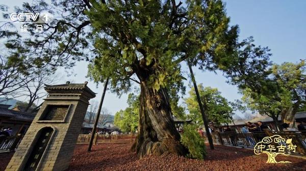 纪录片《中华古树》开播 将历史的苍翠融入时代的注脚 纪录片《中华古树》开播 将历史的苍翠融入时代的注脚