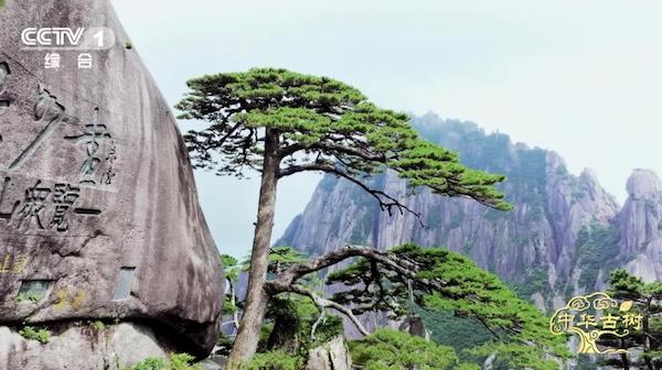 纪录片《中华古树》开播 将历史的苍翠融入时代的注脚 纪录片《中华古树》开播 将历史的苍翠融入时代的注脚