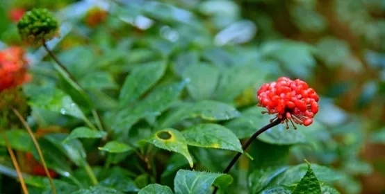 夜读 | 嗅觉魔法，解锁会“飘香”的邮票！