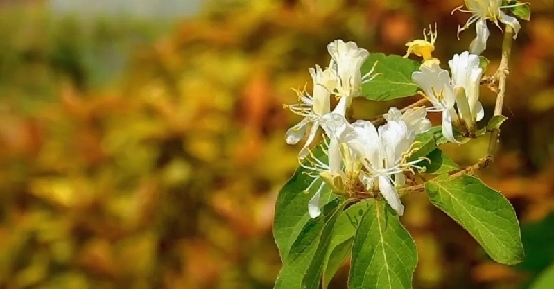 夜读 | 嗅觉魔法，解锁会“飘香”的邮票！