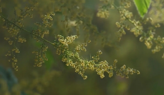 夜读 | 嗅觉魔法，解锁会“飘香”的邮票！
