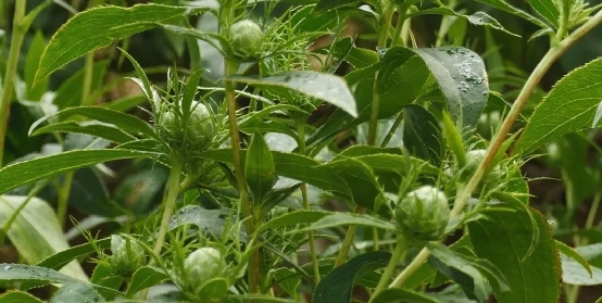 夜读 | 嗅觉魔法，解锁会“飘香”的邮票！