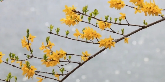 夜读 | 嗅觉魔法，解锁会“飘香”的邮票！