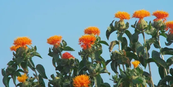 夜读 | 嗅觉魔法，解锁会“飘香”的邮票！