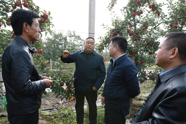 苹果穿上“纳米铠甲”,果农立冬喜迎丰收 苹果穿上“纳米铠甲”,果农立冬喜迎丰收