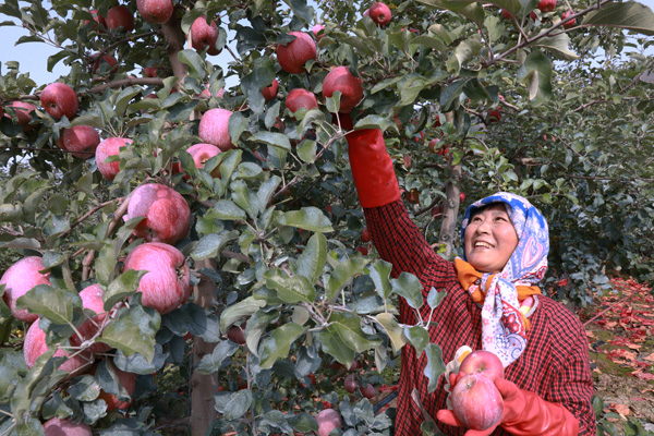 【丰收故事】苹果穿上“纳米铠甲”，入冬果农喜迎丰收