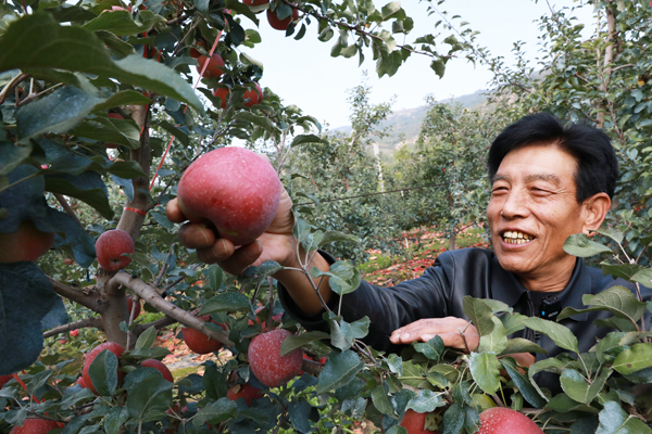 【丰收故事】苹果穿上“纳米铠甲”，入冬果农喜迎丰收