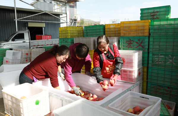 【丰收故事】苹果穿上“纳米铠甲”，入冬果农喜迎丰收