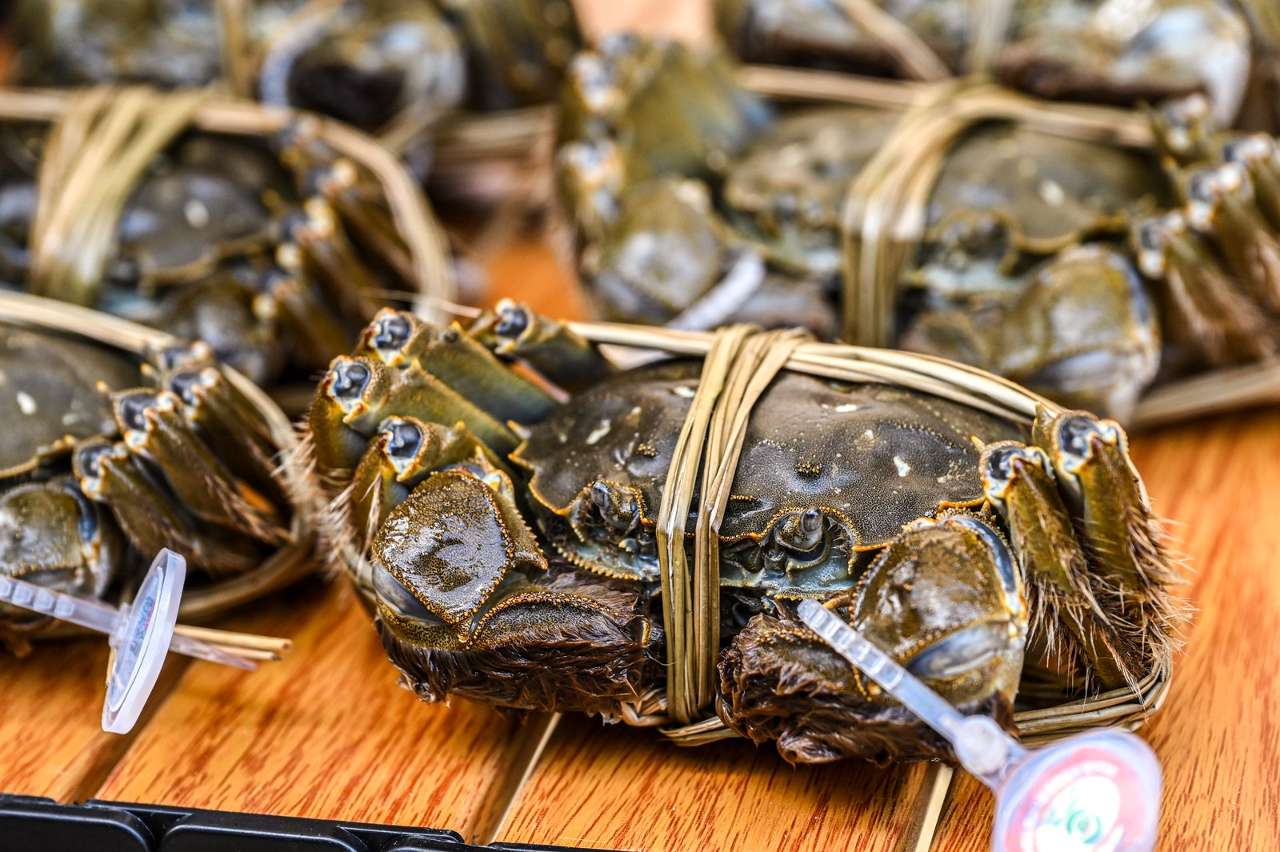 2025苏州阳澄湖大闸蟹开捕推介活动举行 2025苏州阳澄湖大闸蟹开捕推介活动举行