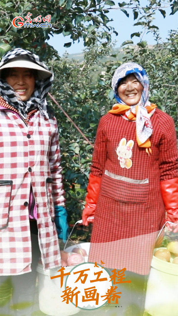 【科普60秒】苹果套袋由来已久，为啥现在果农偏爱免套袋技术