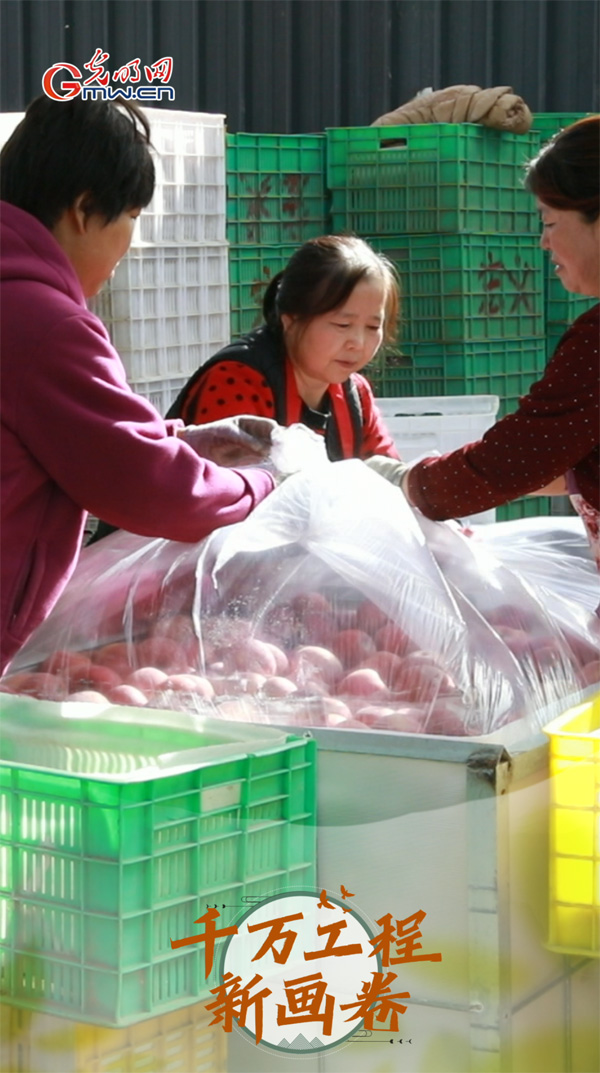 【科普60秒】苹果还未下树出口订单已来,科研专家揭开谜底 【科普60秒】苹果还未下树出口订单已来,科研专家揭开谜底