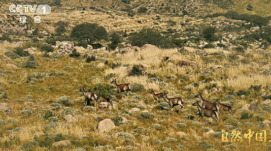 循自然之法,守山河岁岁长青!《山水工程》即将开播 循自然之法,守山河岁岁长青!《山水工程》即将开播