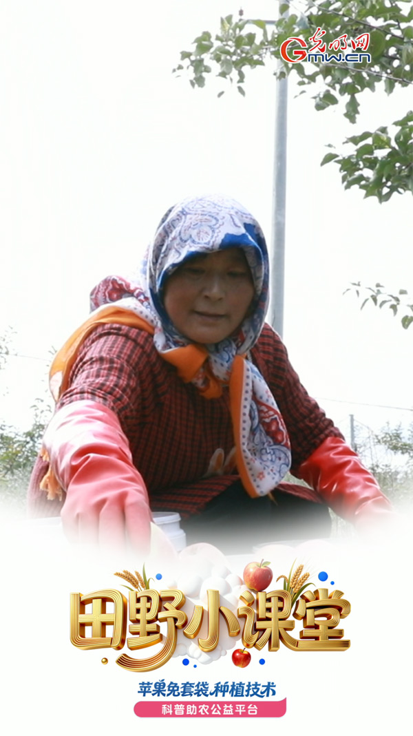 田野小课堂丨双BUFF叠加!这里的苹果“涨”声一片 田野小课堂丨双BUFF叠加!这里的苹果“涨”声一片